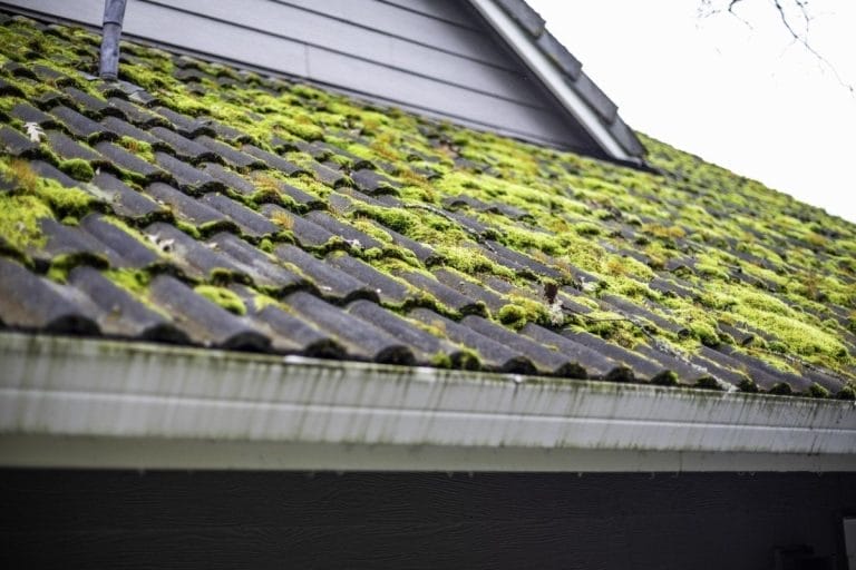 Roof Cleaning Moss