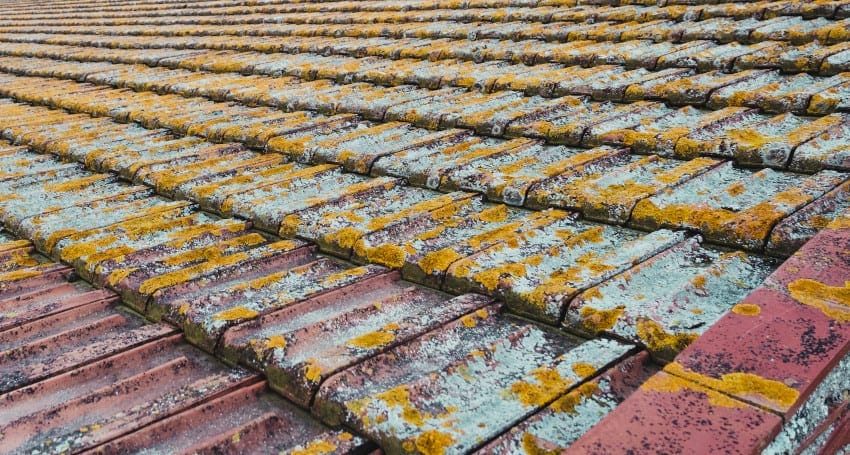 Prevent Algae on Your Roof