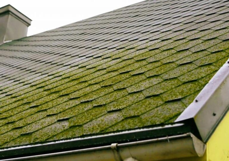 Removing Algae from Your Roof