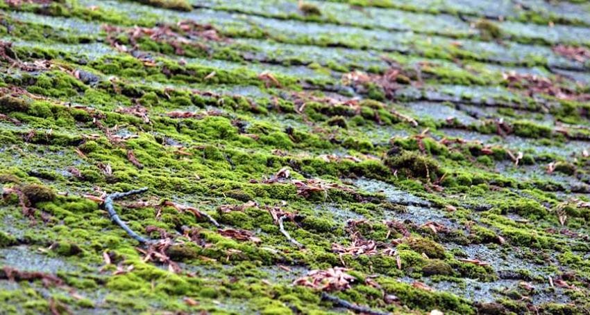 How to Keep Moss Off Your Roof